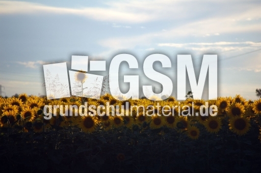 Sonnenblumenfeld_2.JPG